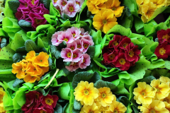 649220862_122279161148019327_1852343052712154789_n